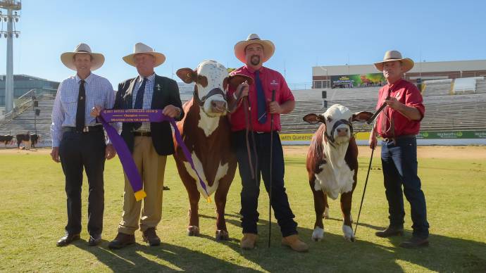 Bos indicus breed claims Ekka’s largest eye muscle for second year running