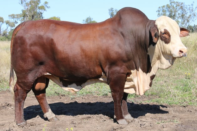 Outstanding results at the National Braford Sale