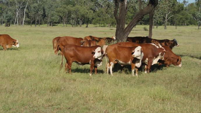 The Burnett Group believes a well structured cattle crossbreeding program is delivering good outcomes for their production system