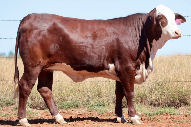 Outstanding results at the National Braford Sale
